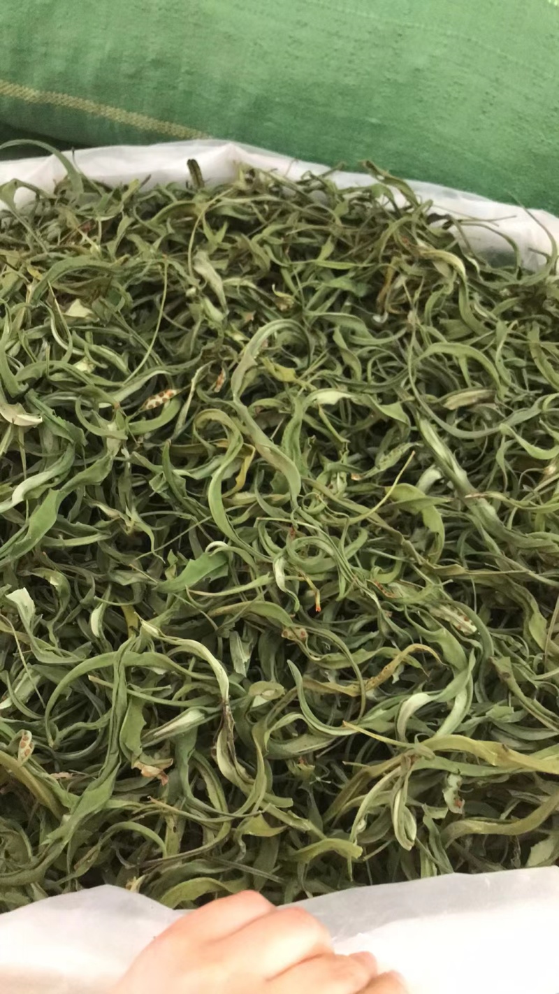 精品化石草，有小叶、细叶、中叶、大叶化石草