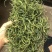 精品化石草，有小叶、细叶、中叶、大叶化石草