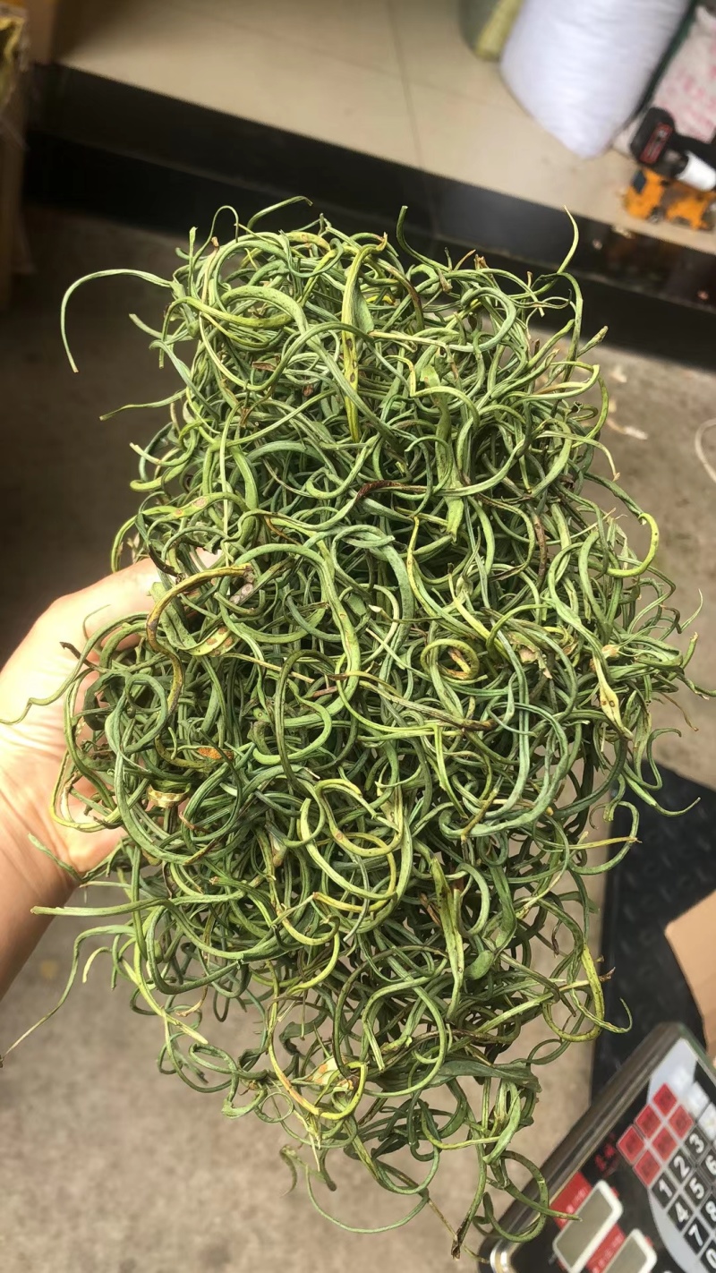精品化石草，有小叶、细叶、中叶、大叶化石草