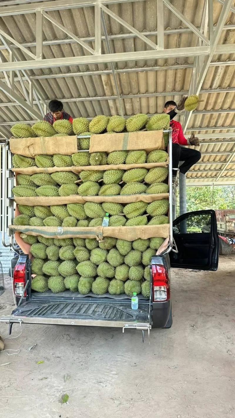 金枕榴莲种植基地采摘烂果坏果包售后