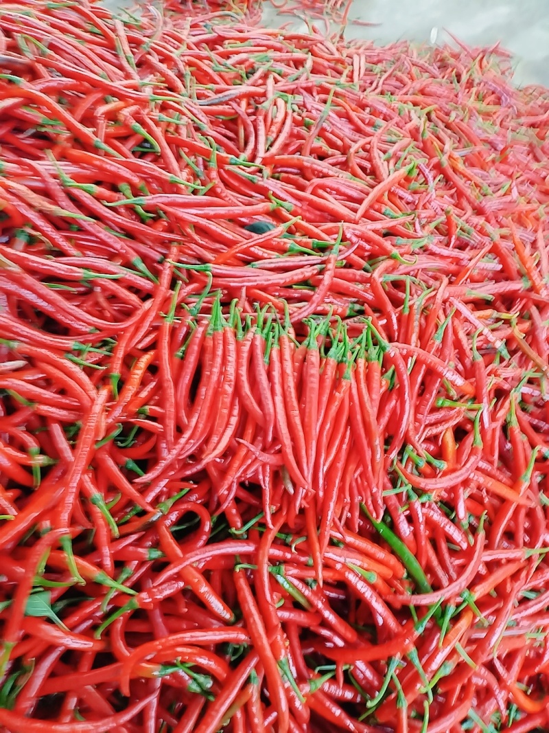 二荆条鲜红辣椒基地供货
