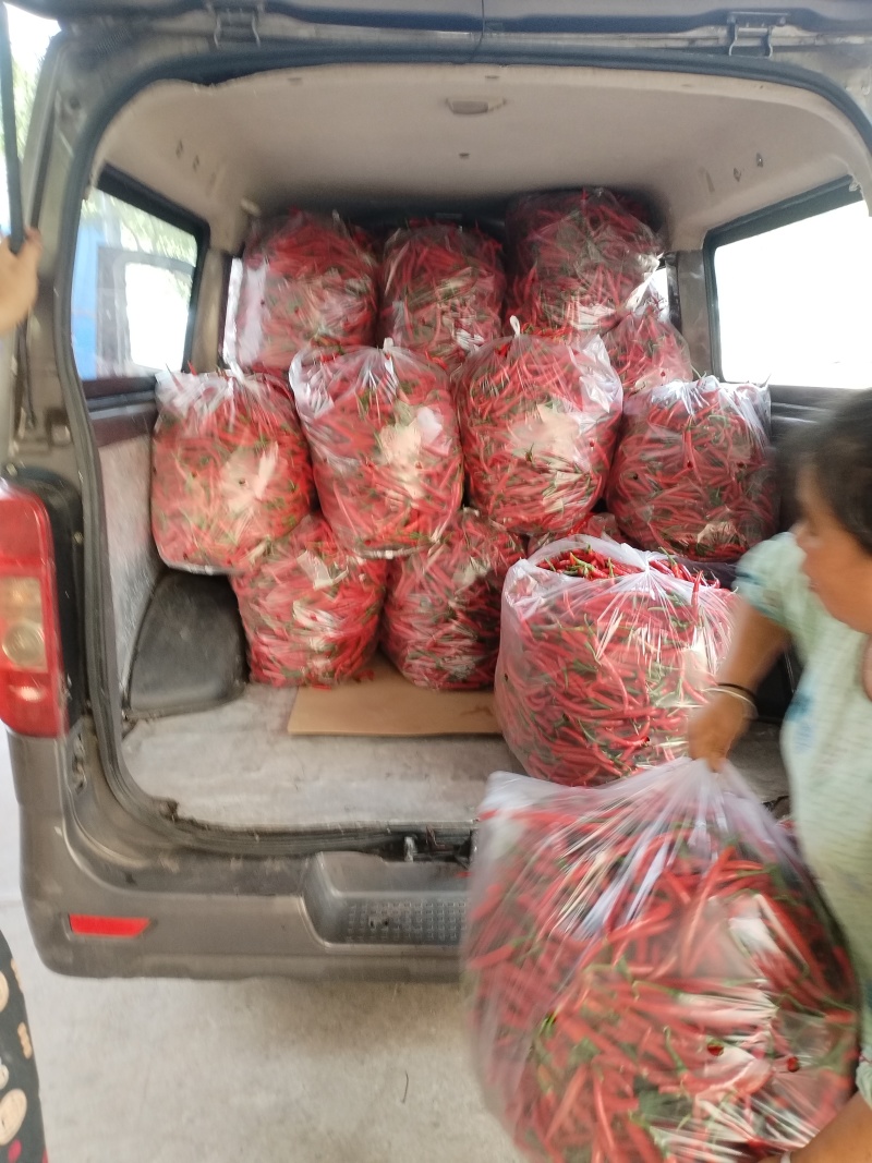 二荆条鲜红辣椒基地供货