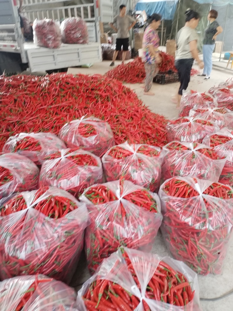 二荆条鲜红辣椒基地供货
