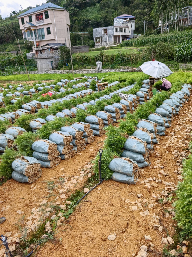 黔西南杉树苗包售后包成活可技术指导来电洽谈诚信合作价低