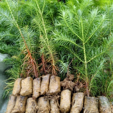 黔西南杉树苗包售后包成活可技术指导来电洽谈诚信合作价低