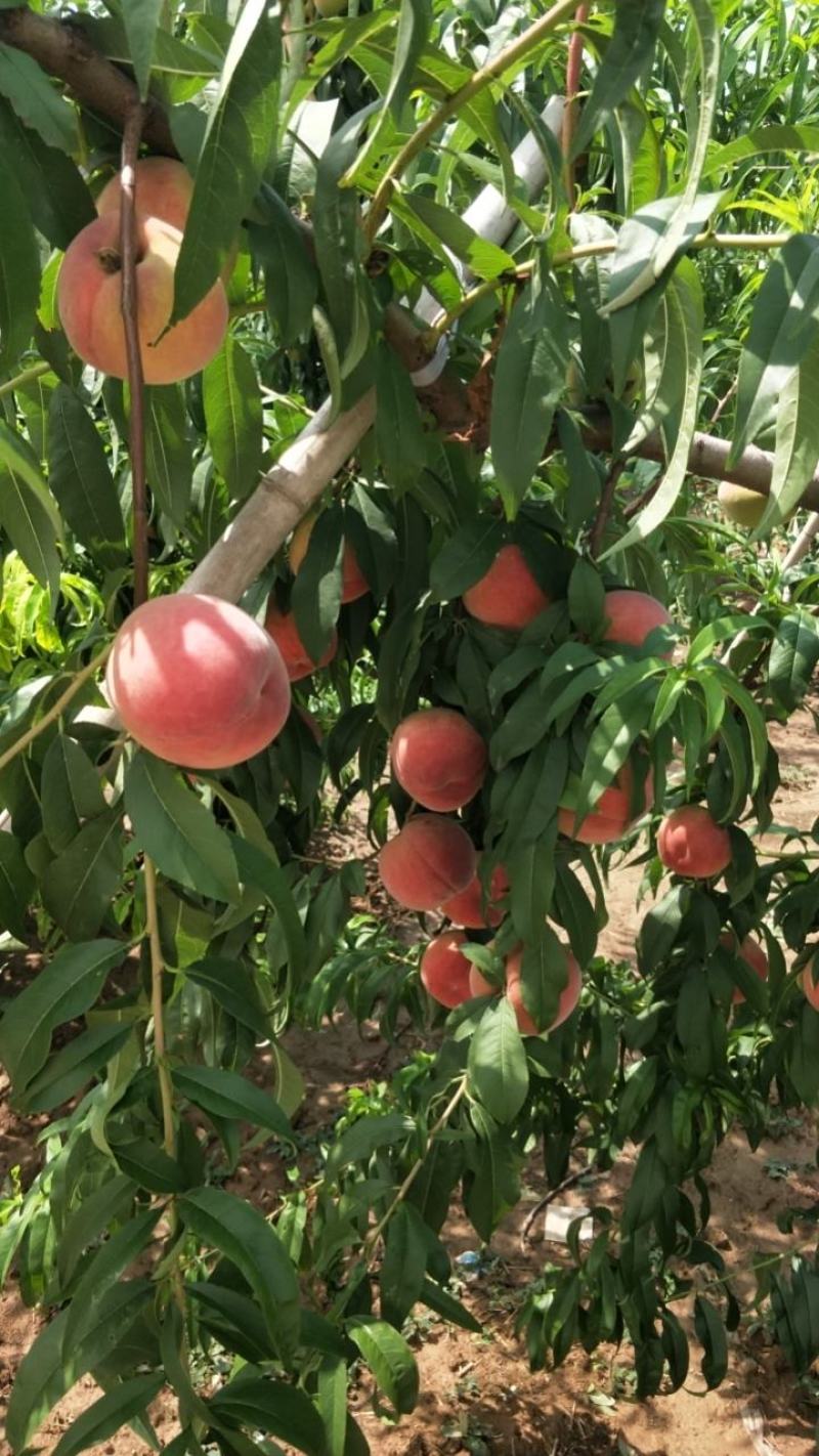 毛桃，品种红夏，果型好，个大，脆甜，硬度好。