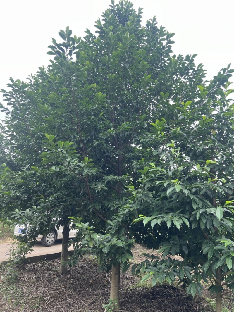 12公分乐昌含笑