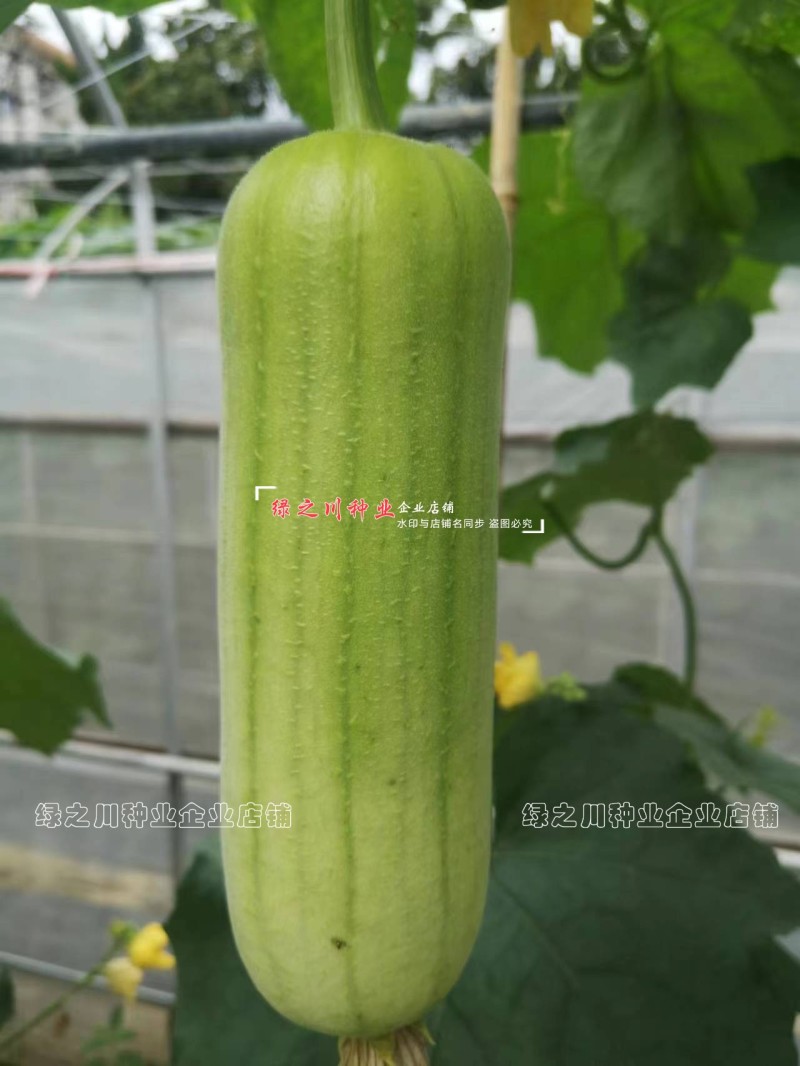 春润白丽丝瓜种子油亮白绿色白玉丝瓜种籽口感甜短胖水瓜种子