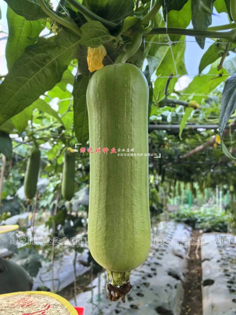 春润白丽丝瓜种子油亮白绿色白玉丝瓜种籽口感甜短胖水瓜种子
