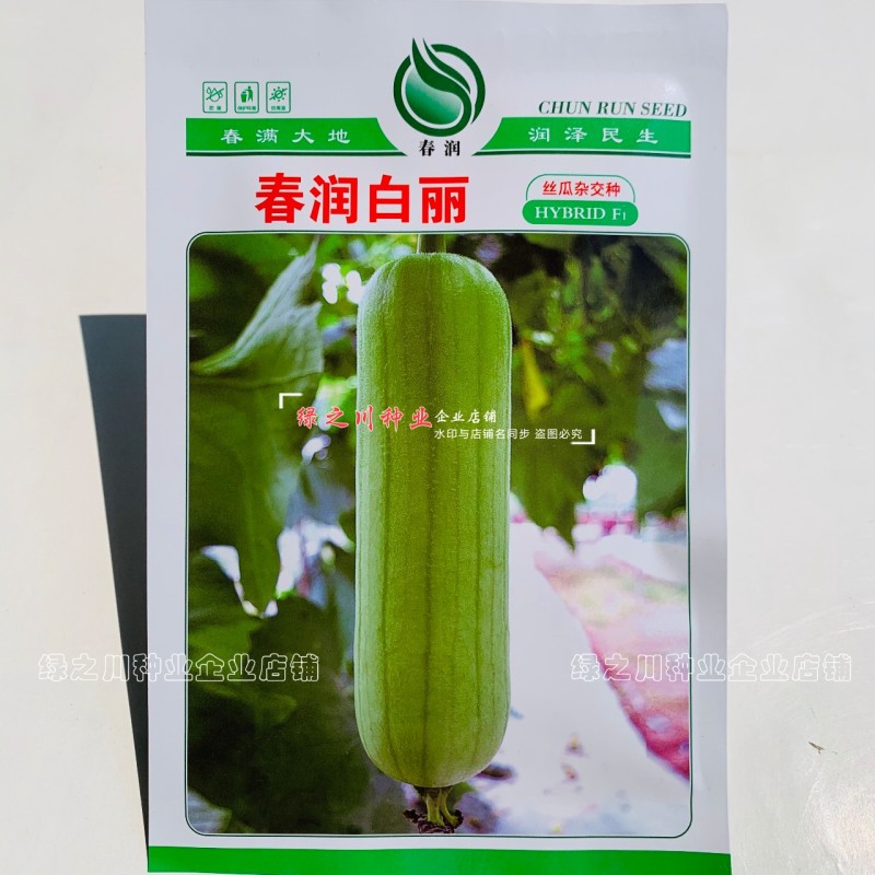 春润白丽丝瓜种子油亮白绿色白玉丝瓜种籽口感甜短胖水瓜种子