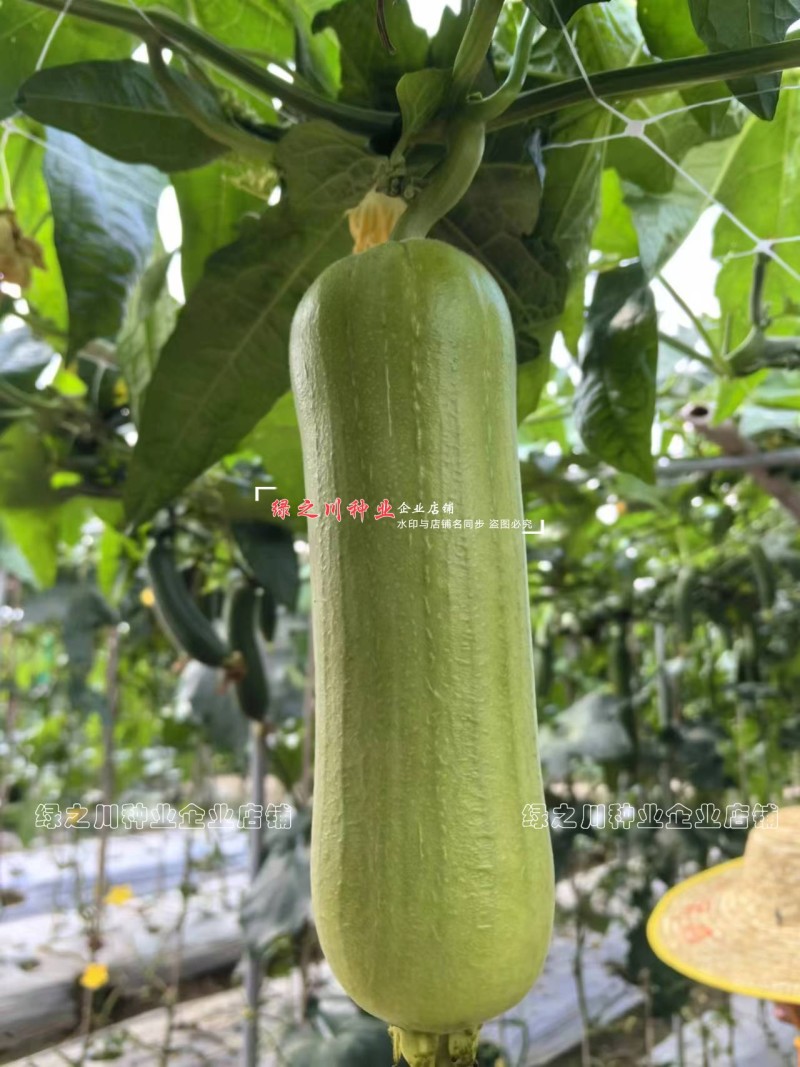 春润白丽丝瓜种子油亮白绿色白玉丝瓜种籽口感甜短胖水瓜种子