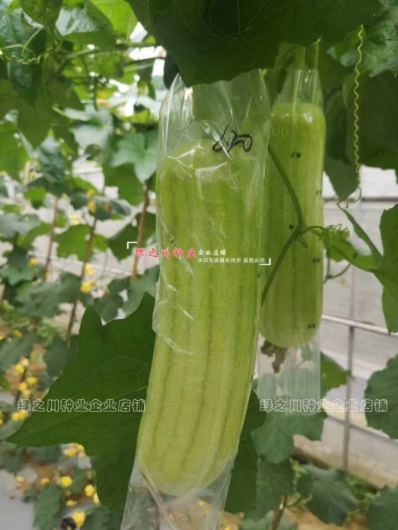 春润白丽丝瓜种子油亮白绿色白玉丝瓜种籽口感甜短胖水瓜种子