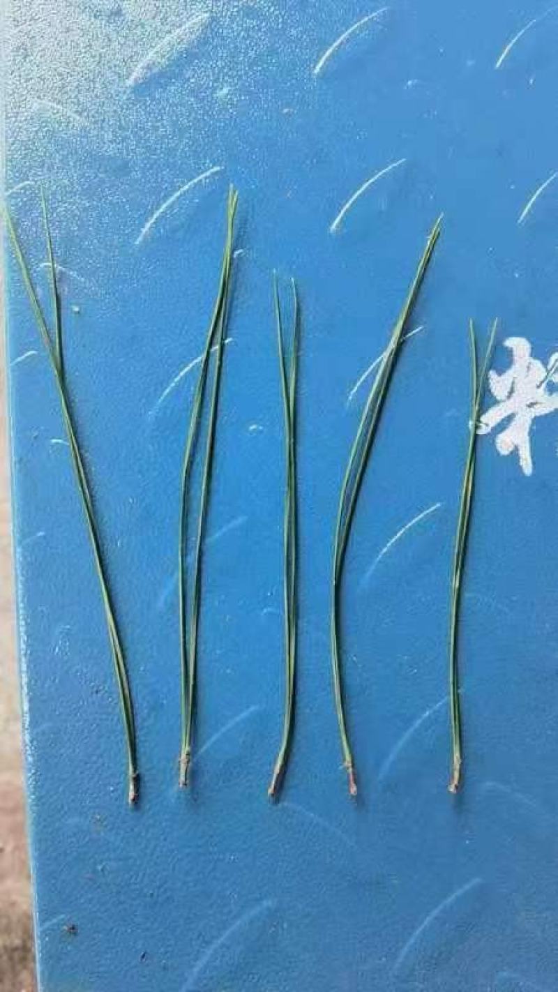 松针