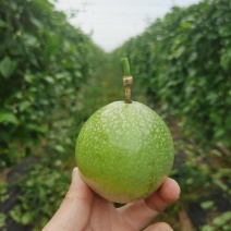 钦蜜9号百香果
