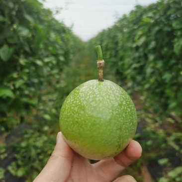 钦蜜9号百香果