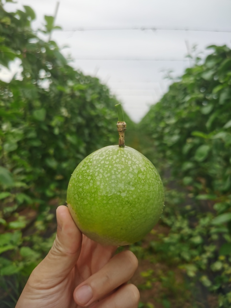 钦蜜9号百香果