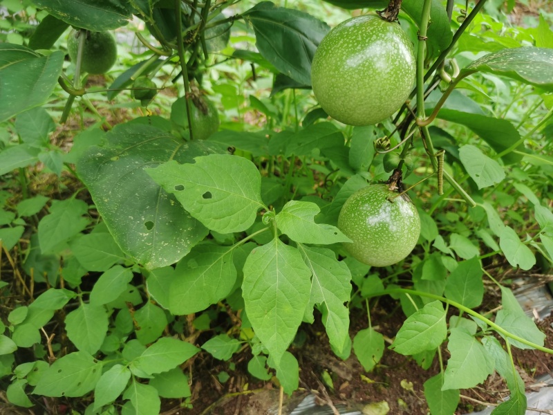 钦蜜9号百香果