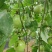 钦蜜9号百香果