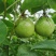 钦蜜9号百香果