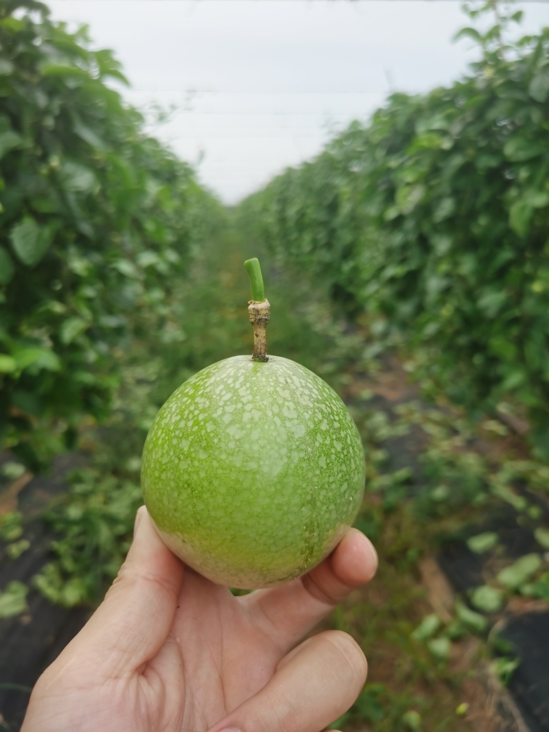 钦蜜9号百香果
