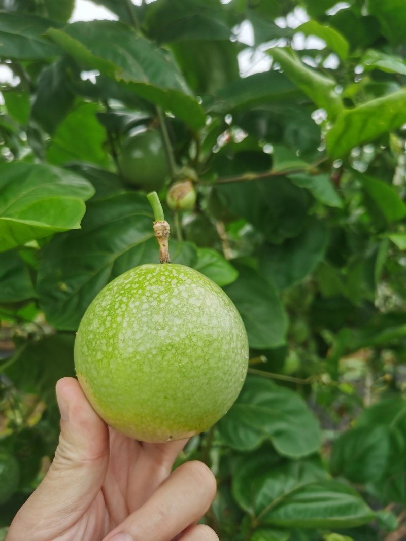 钦蜜9号百香果