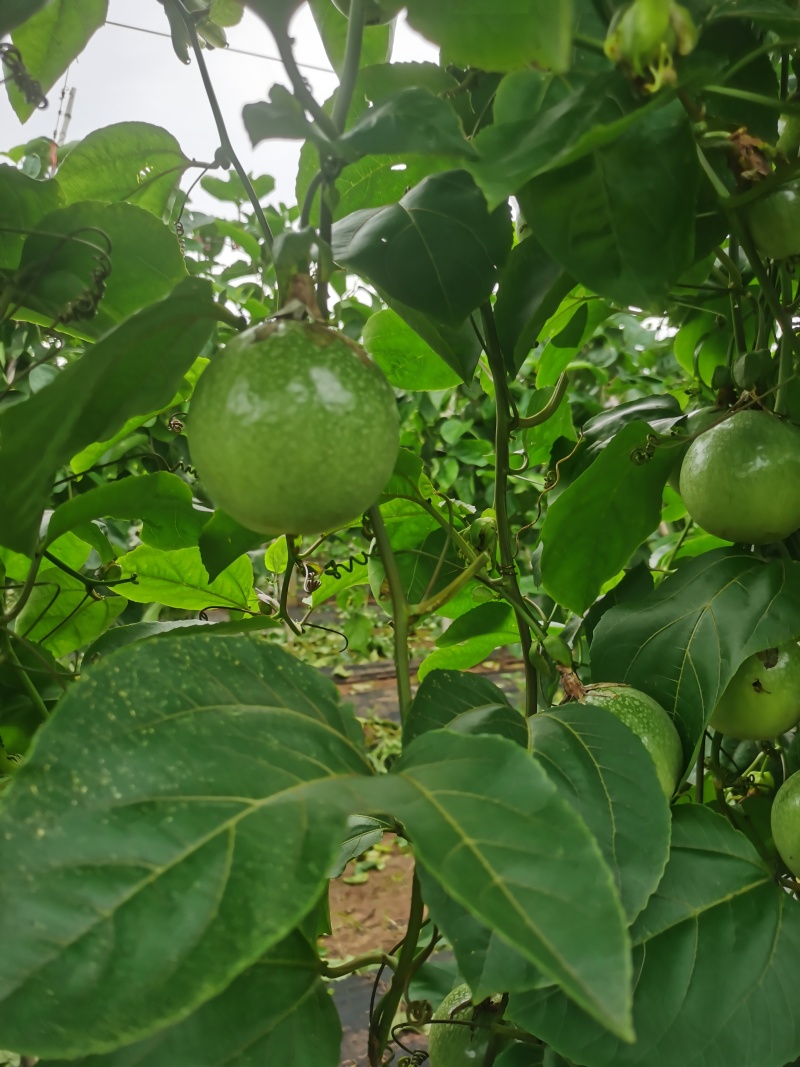 钦蜜9号百香果