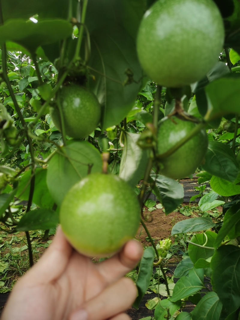 钦蜜9号百香果