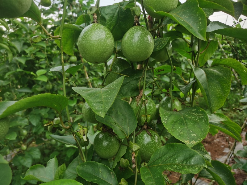 钦蜜9号百香果