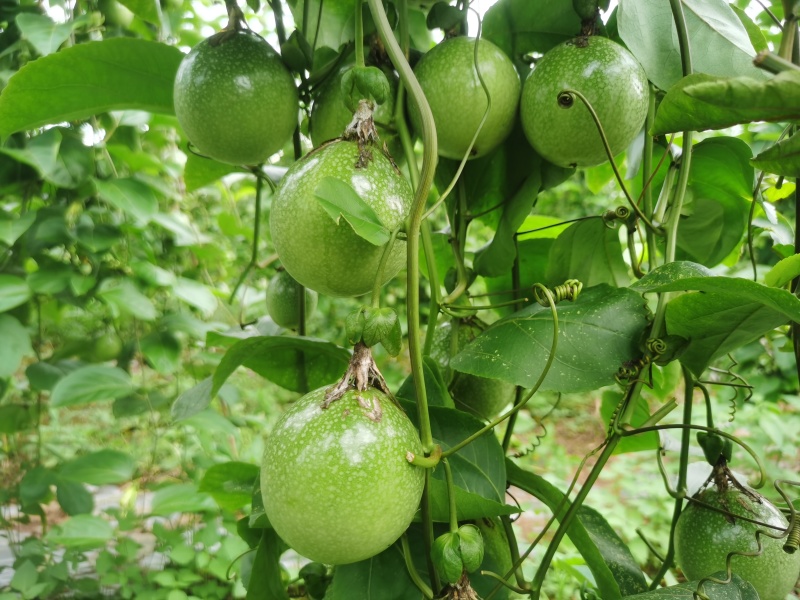 钦蜜9号百香果