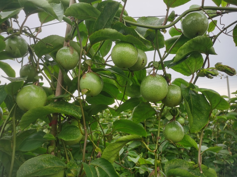 钦蜜9号百香果