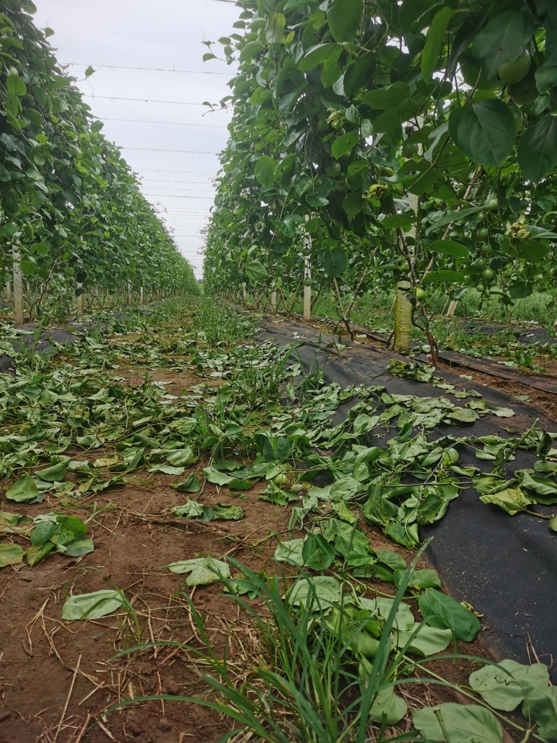 钦蜜9号百香果