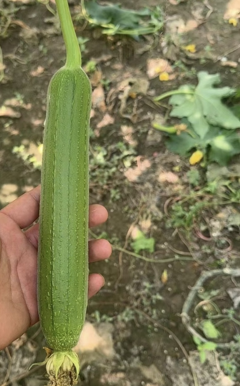 淮安本地精品香丝瓜大量供应！地头直发！价格便宜