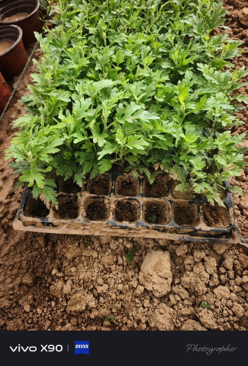 国庆菊，穴盘苗，大量现货，有红色的，黄色的，玫红色的，