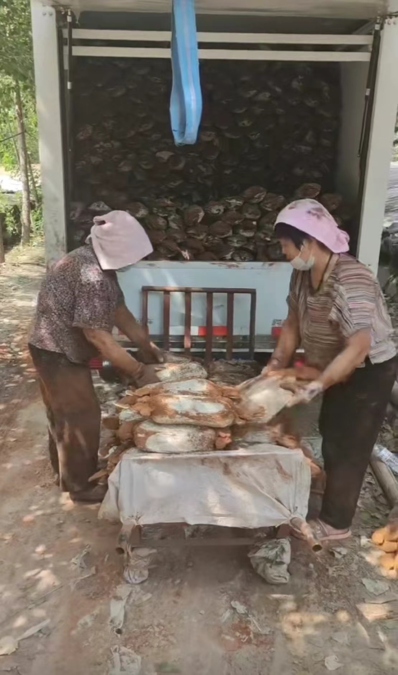 活体灵芝，品种齐全自家培育，一件也是批发价，欢迎来电合作