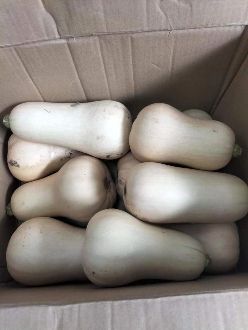 城固奶油南瓜大量供货中！质量好，价格低欢迎来约。