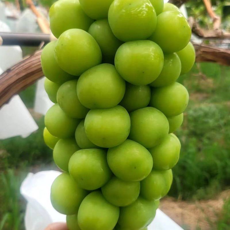 云南阳光玫瑰，颗粒15~20克单串两斤左右，一手货源