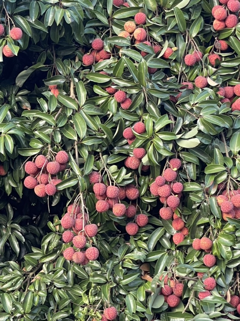 广东风花
