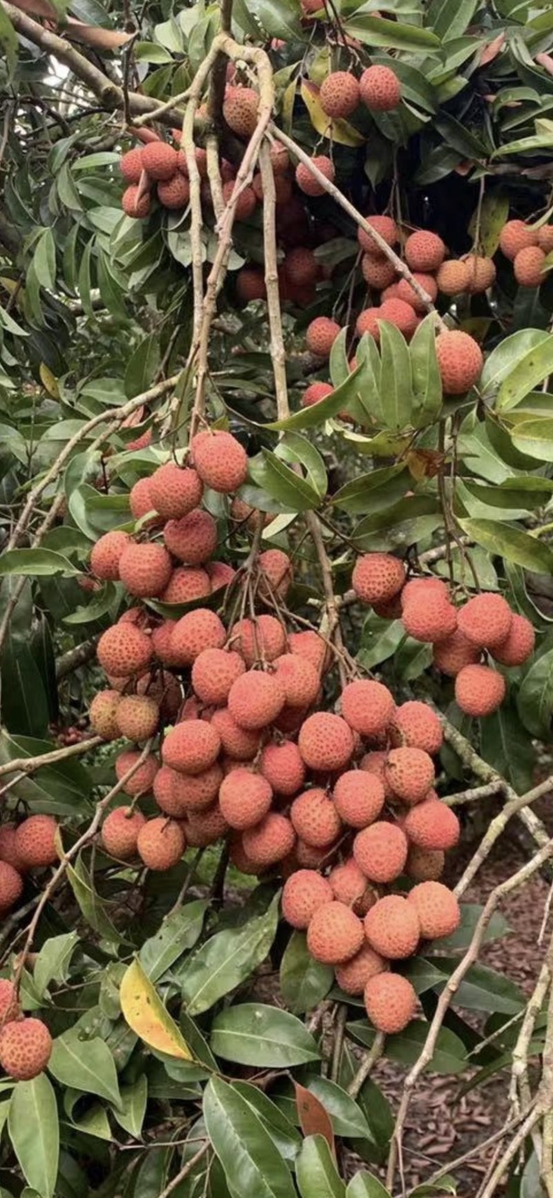 广东风花