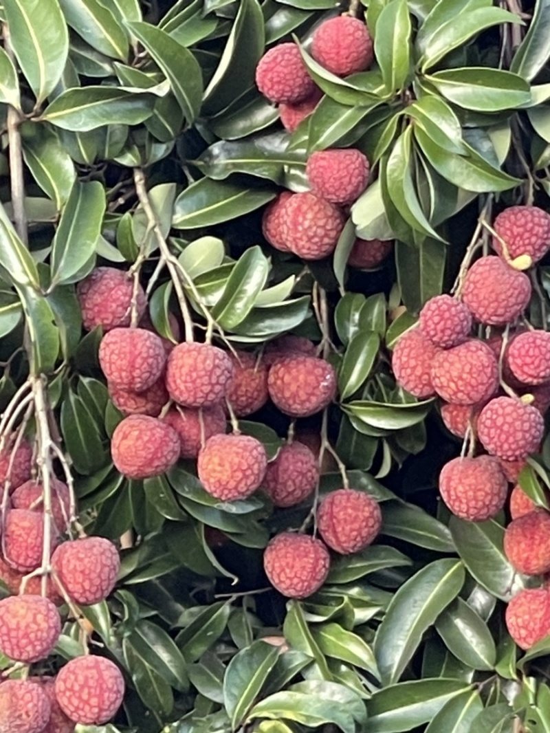 广东风花