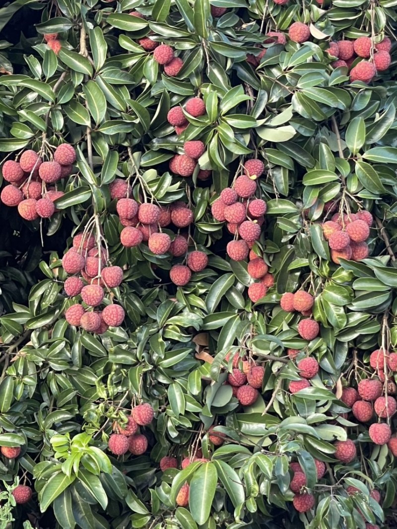 广东风花