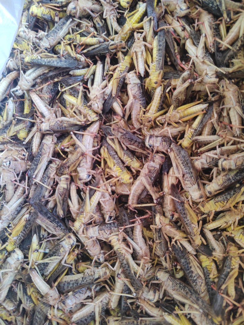 出售速冻蚂蚱蝗虫
