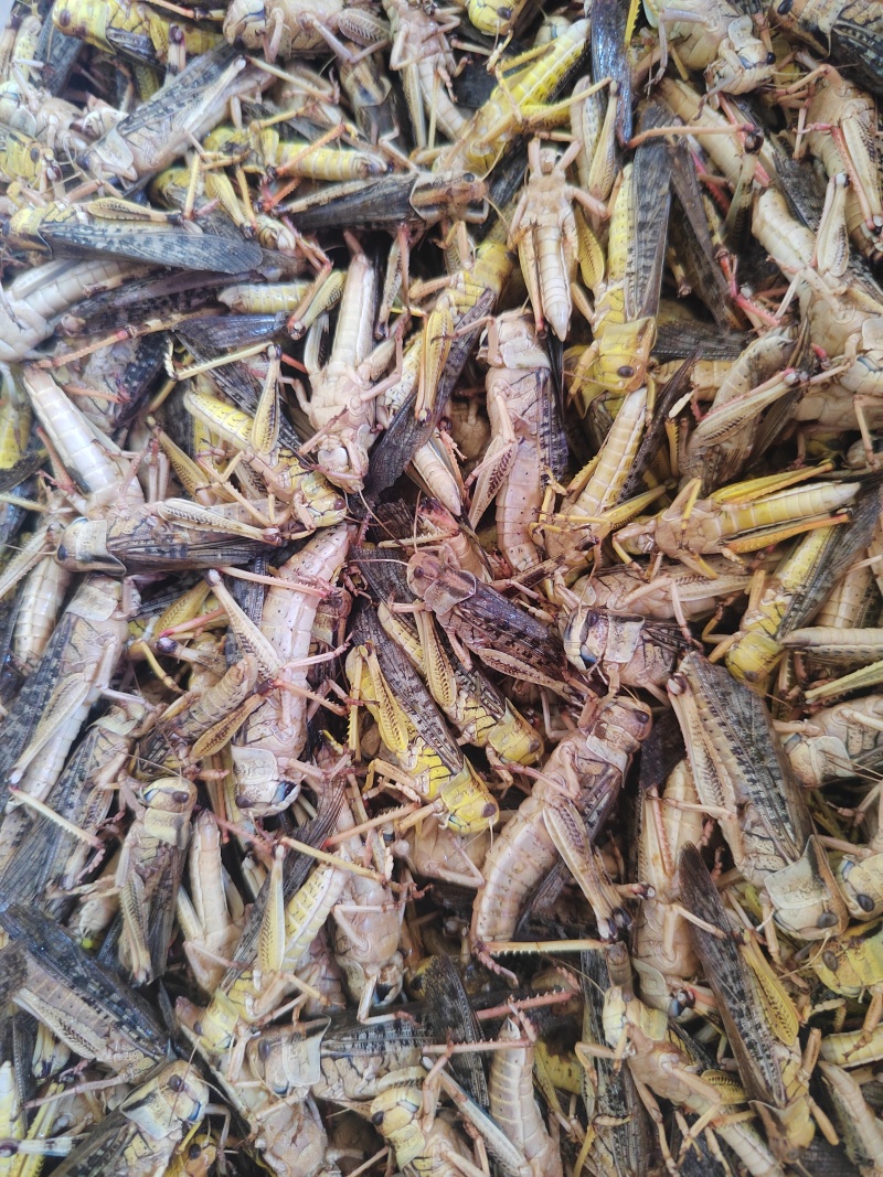 出售速冻蚂蚱蝗虫
