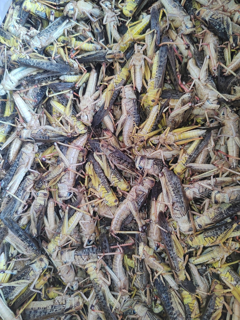 出售速冻蚂蚱蝗虫