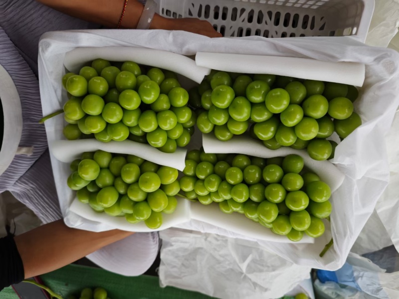 阳光玫瑰，香，脆，甜，相印葡萄，对接农户