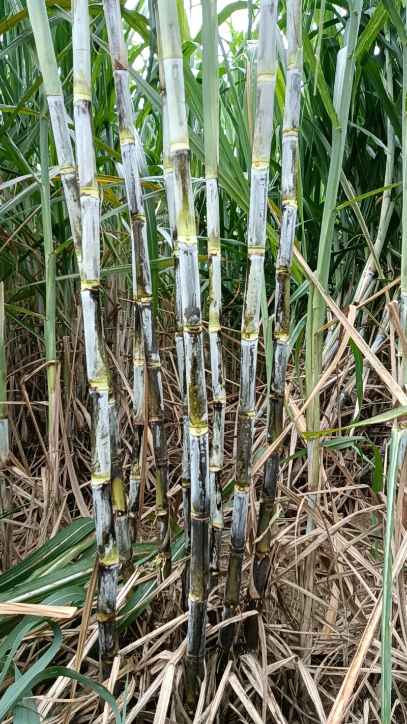 【甘蔗】制糖甘蔗产地货源。货量充足对接制糖厂