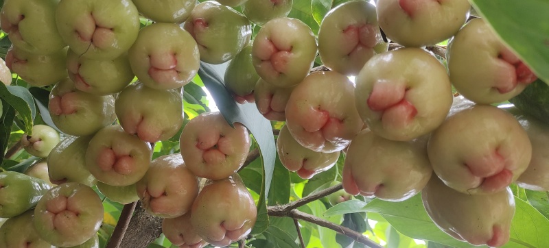 黑糖莲雾