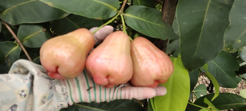 黑糖莲雾