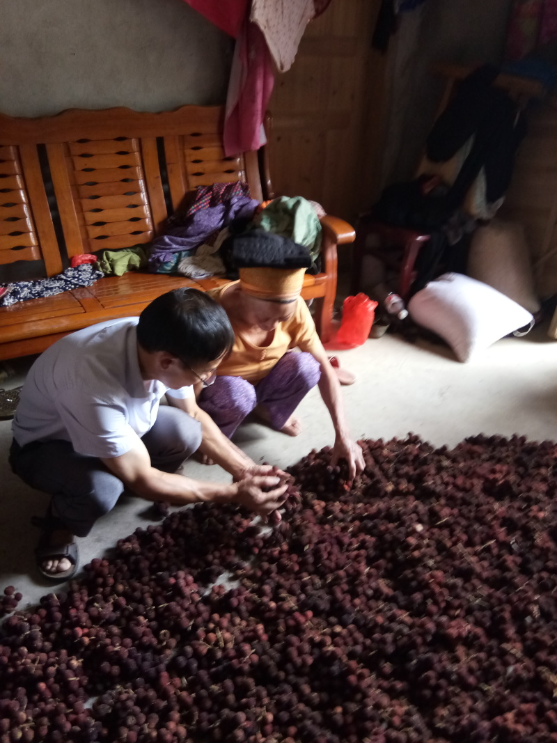 砂仁鲜果基地直发、一手货源、量大从优、以鲜货为主。
