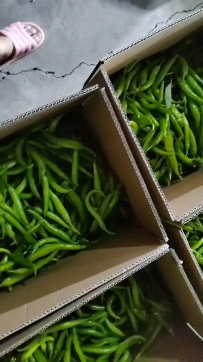【优质杭椒】大量上市，基地直供，对接各大市场商超