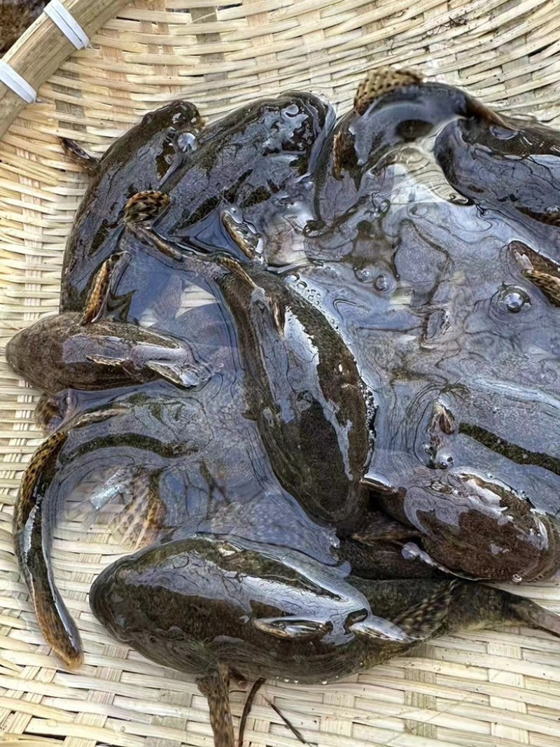 沙塘鳢